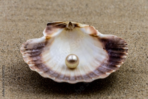 Shell with beautiful pearl inside