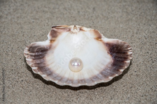 Shell with beautiful pearl inside