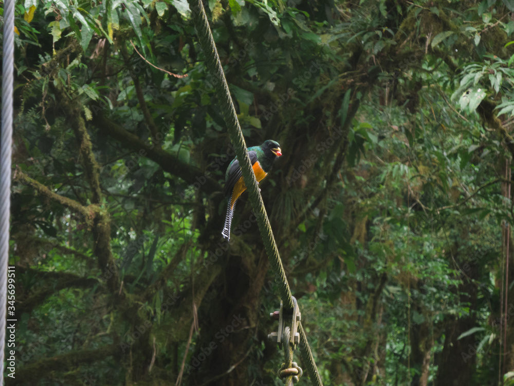 Collared Trogon eating a small fruit Collared Trogon eating a small fruit