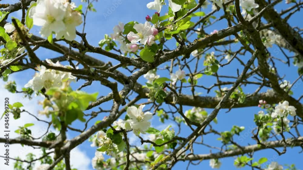Tracking shot through an apple tree with apple blossoms in spring from a fruit tree on a meadow in the Black Forest Tracking shot through an apple tree with apple blossoms in spring from a fruit tree on a meadow in the Black Forest