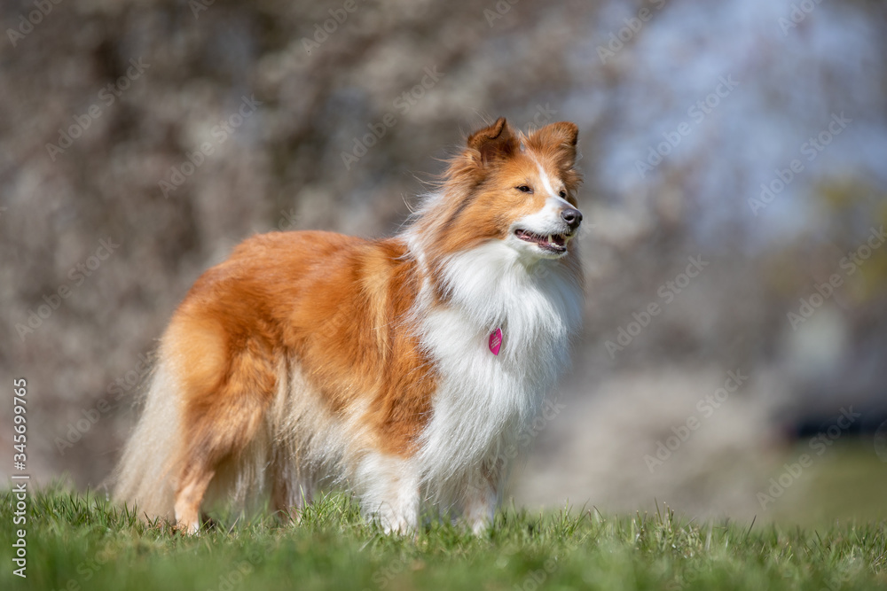 dog, collie, pet, animal, canine, cute, sheltie, sheepdog, white, breed, mammal, fur, portrait, puppy, friend, pedigree, border collie, brown, domestic, purebred, shetland, border, shetland sheepdog, dog, collie, pet, animal, canine, cute, sheltie, sheepdog, white, breed, mammal, fur, portrait, puppy, friend, pedigree, border collie, brown, domestic, purebred, shetland, border, shetland sheepdog,