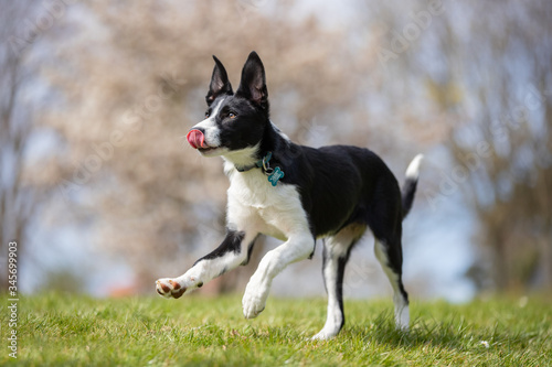 dog, collie, pet, animal, canine, cute, sheltie, sheepdog, white, breed, mammal, fur, portrait, puppy, friend, pedigree, border collie, brown, domestic, purebred, shetland, border, shetland sheepdog, 