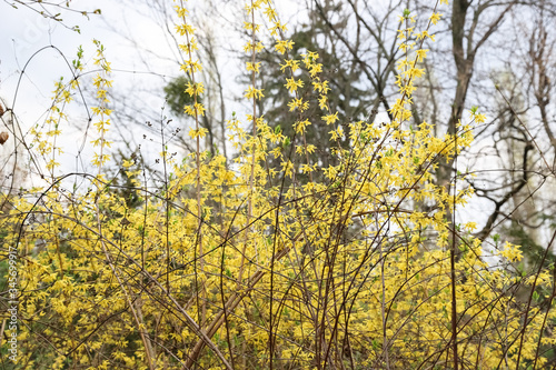 Flowers of Forsythia suspense in the forest