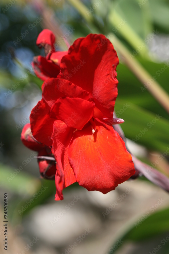 red flower red flower