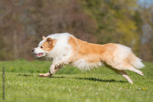 Running collie © Dyrefotografi.dk