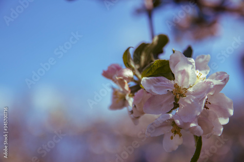 Spring flowers of apple tree on the branches.