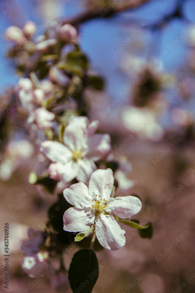 Spring flowers of apple tree on the branches.