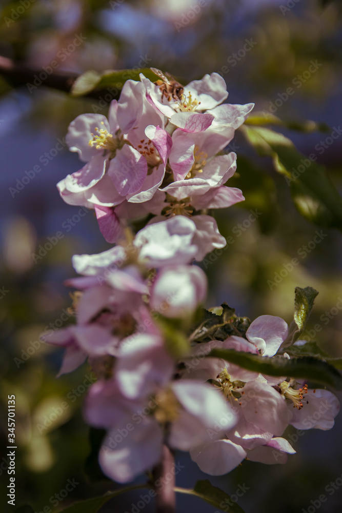 Spring flowers of apple tree on the branches. Spring flowers of apple tree on the branches.