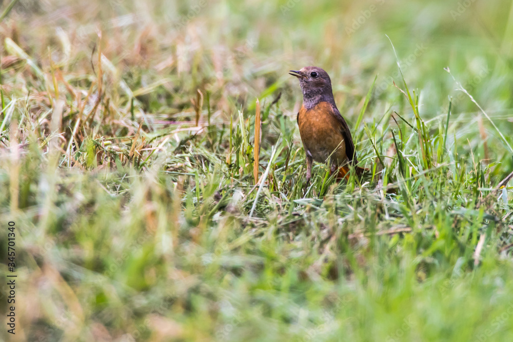Common redstart (Phoenicurus phoenicurus)