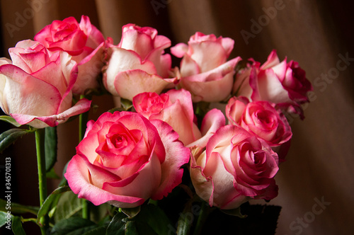 Lovely bouquet with big flowers of roses of bright pink and white color are staying on the table. Green leaves and thorns. Still life. Brown background