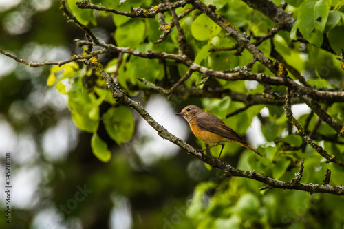Obraz na płótnie Common redstart (Phoenicurus phoenicurus) w salonie