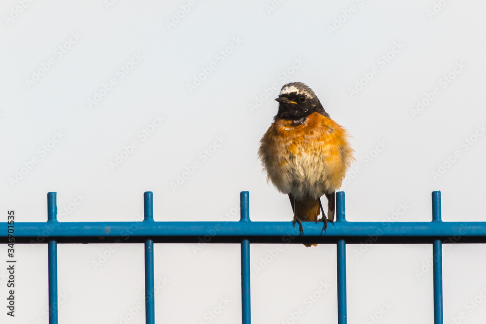 Common redstart (Phoenicurus phoenicurus)