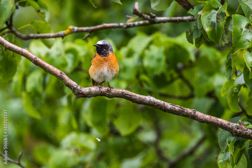 Common redstart (Phoenicurus phoenicurus)