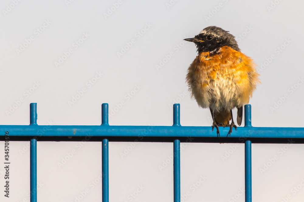 Common redstart (Phoenicurus phoenicurus)