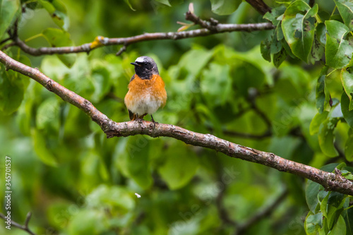 Obraz na płótnie Common redstart (Phoenicurus phoenicurus) w salonie
