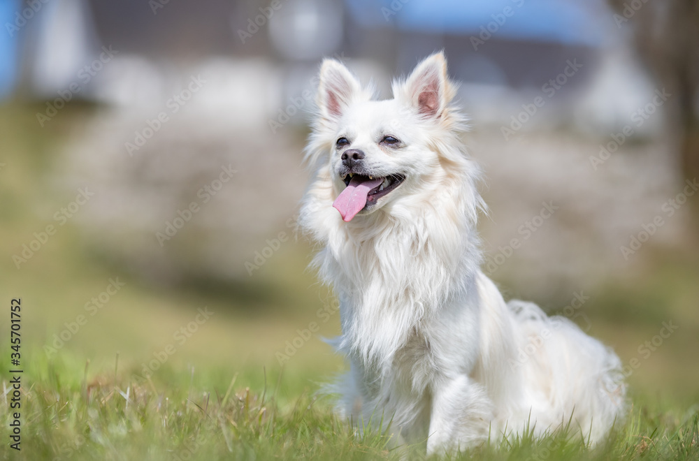 dog, pet, collie, border collie, animal, puppy, border, canine, white, cute, grass, black, sheepdog, portrait, running, pup, nature, breed, mammal, pets, young, domestic, pedigree, terrier, west, west