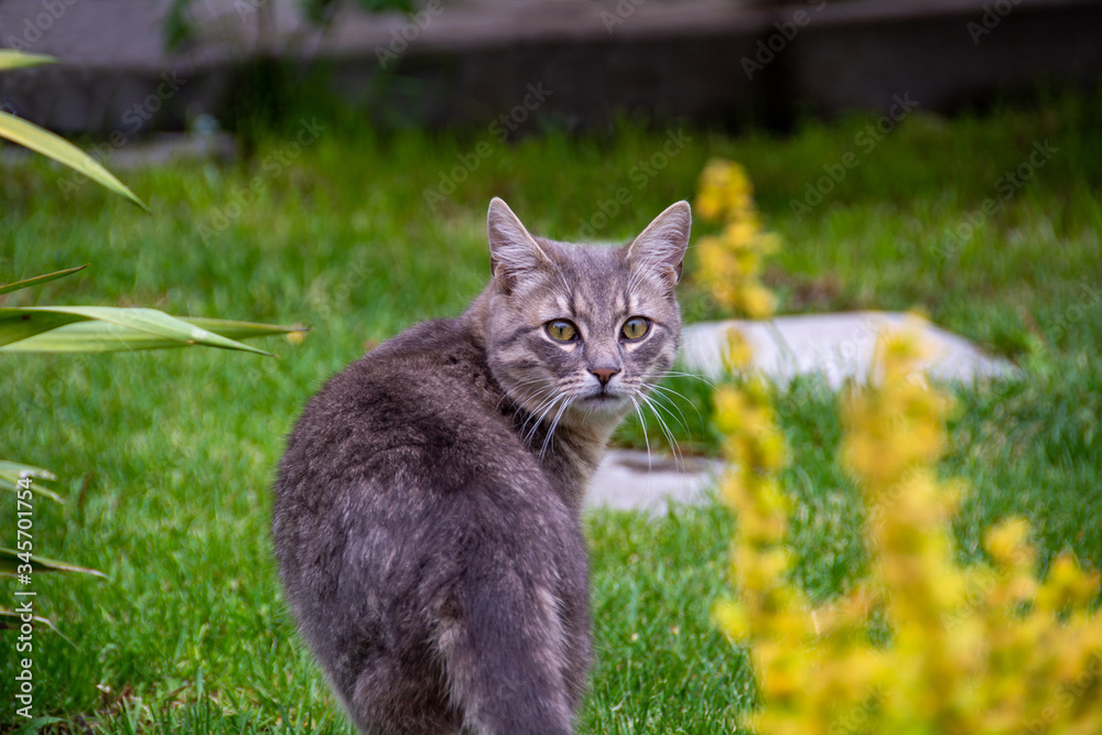 Obraz premium cat on the grass