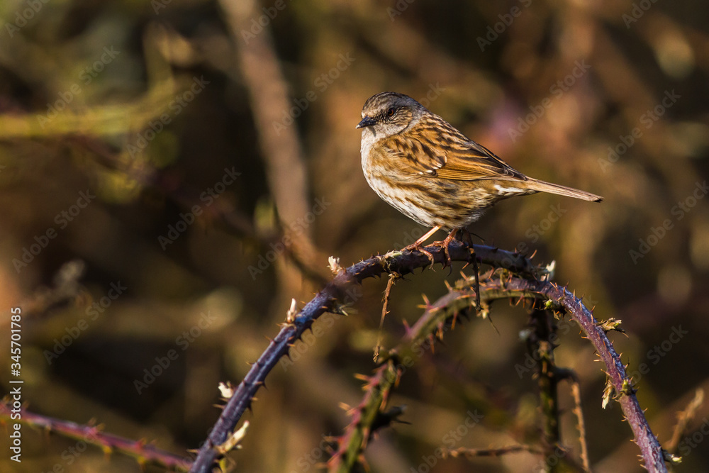 Dunnock (Prunella modularis)