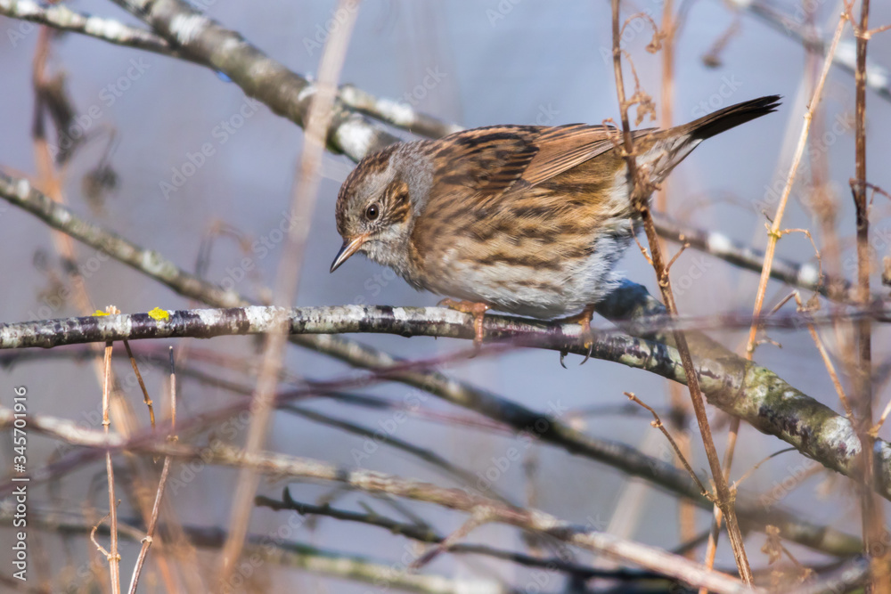 Dunnock (Prunella modularis)