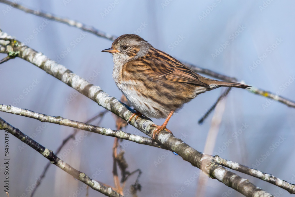 Dunnock (Prunella modularis)