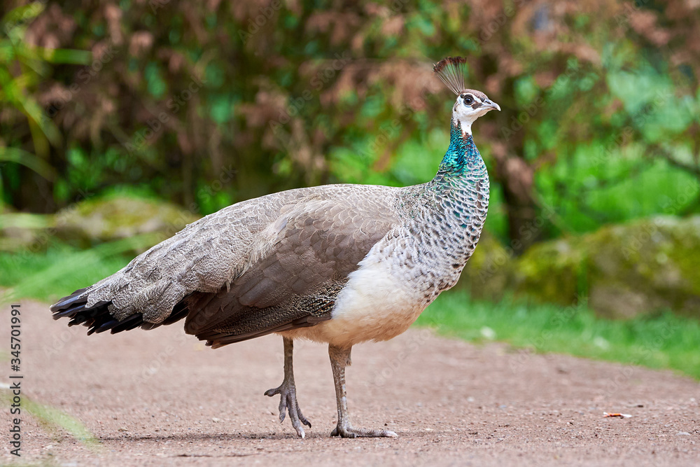 Indian peafowl, peahen (Pavo cristatus) Indian peafowl, peahen (Pavo cristatus)
