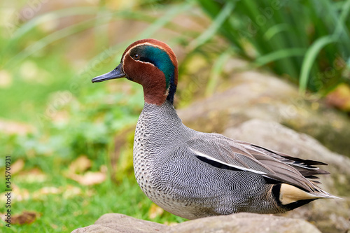 Eurasian teal in natural habitat (Anas crecca), Common teal photo