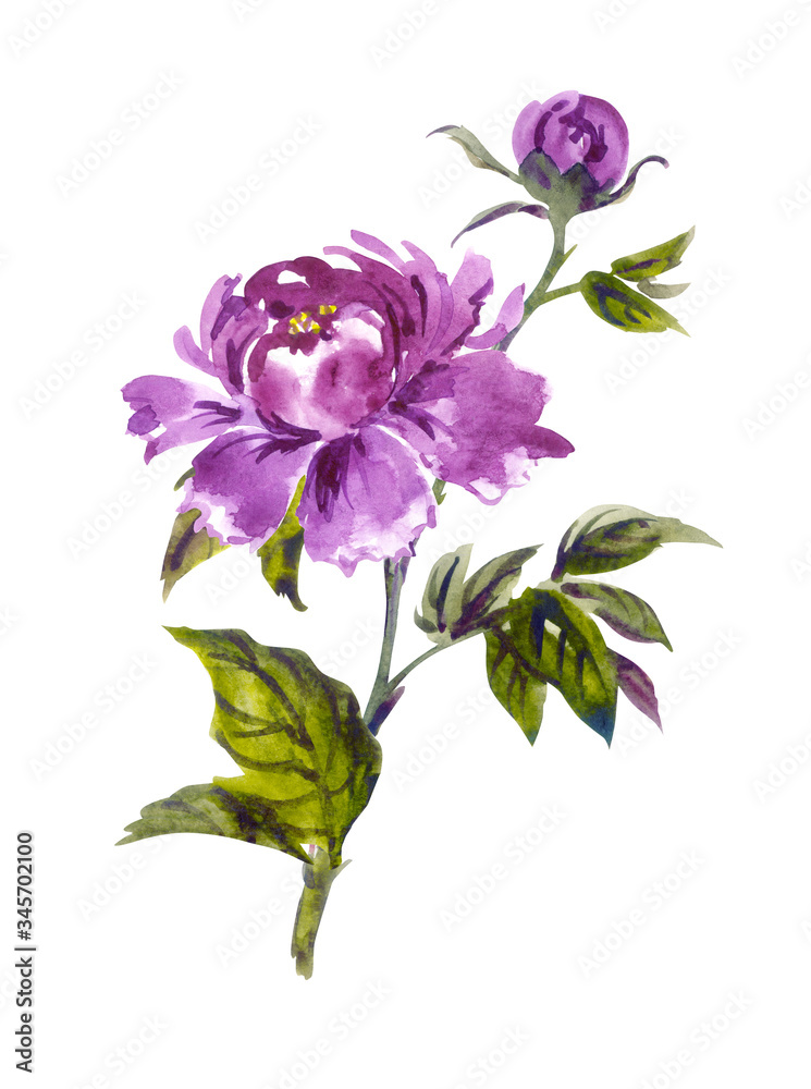 Purple peony with a bud in Chinese, Japanese, Korean, Oriental style. Floral watercolor illustration, clipart on a white background isolated. 