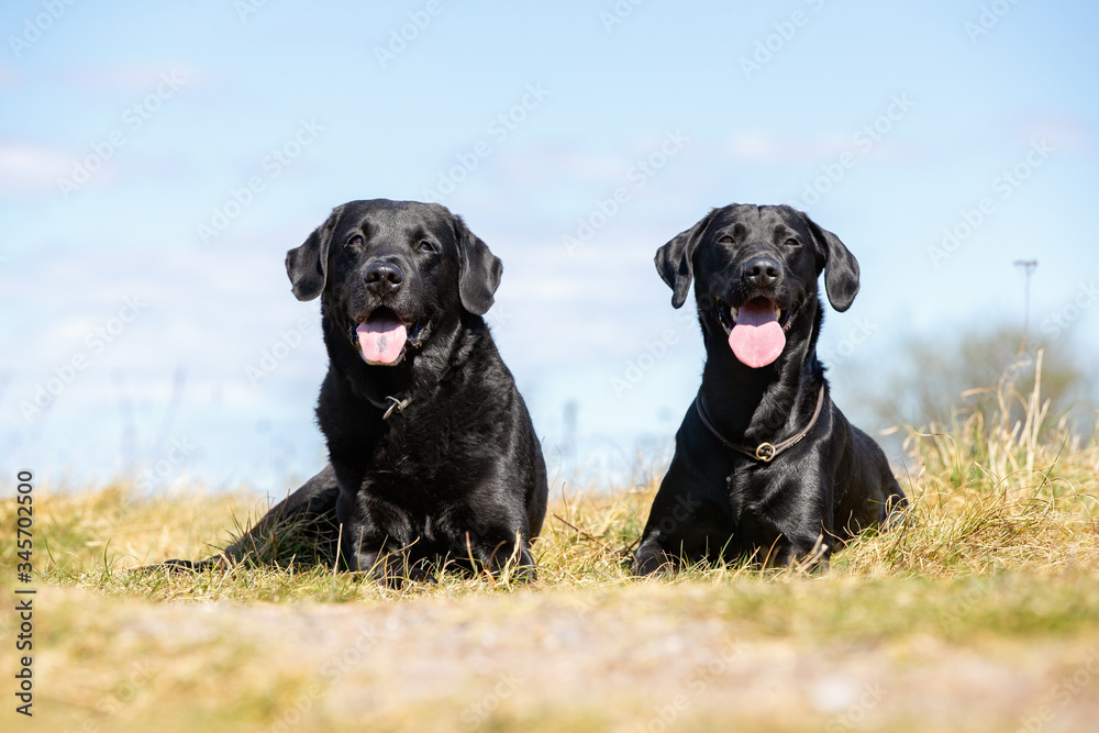 two black labrador retriever