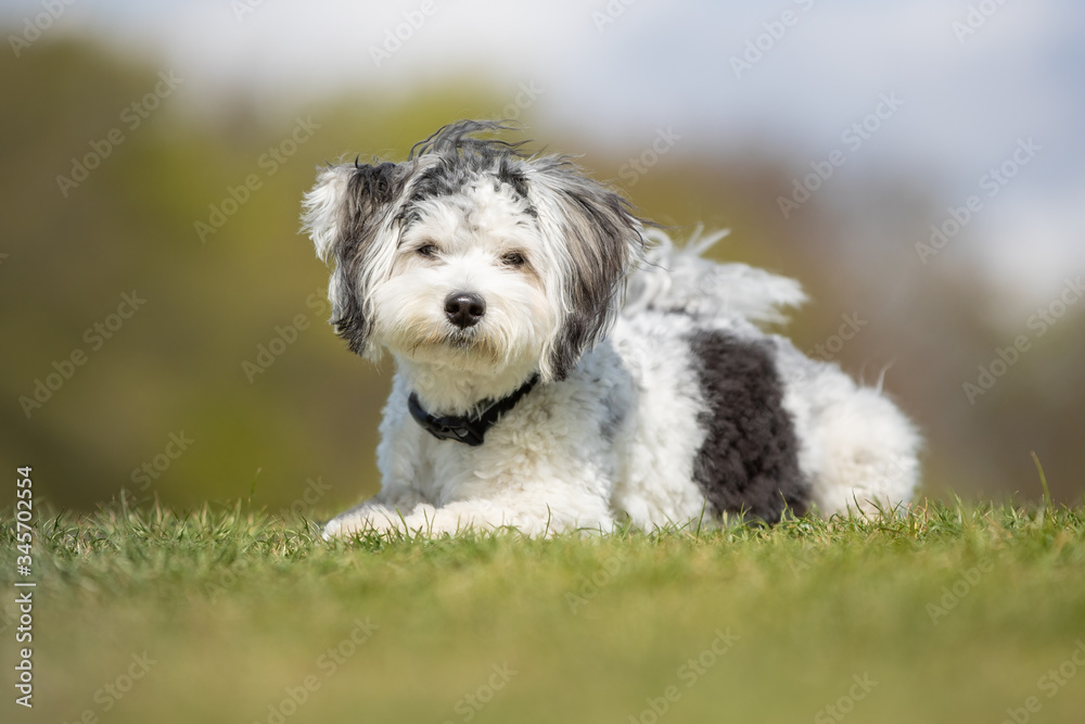 dog, pet, collie, border collie, animal, puppy, border, canine, white, cute, grass, black, sheepdog, portrait, running, pup, nature, breed, mammal, pets, young, domestic, pedigree, terrier, west, west