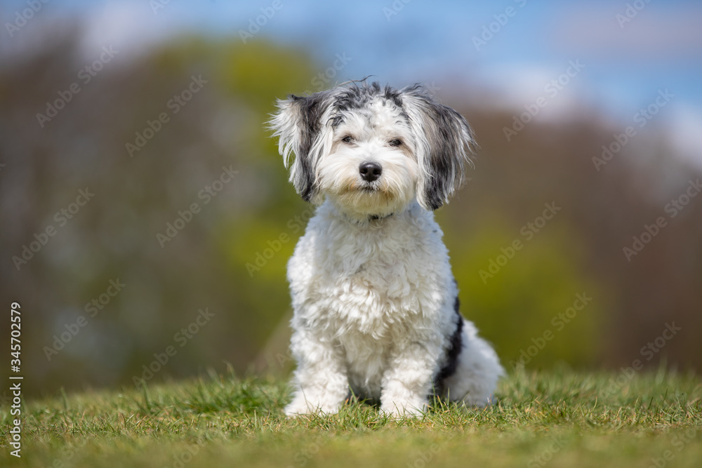 dog, pet, collie, border collie, animal, puppy, border, canine, white, cute, grass, black, sheepdog, portrait, running, pup, nature, breed, mammal, pets, young, domestic, pedigree, terrier, west, west