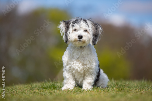 dog, pet, collie, border collie, animal, puppy, border, canine, white, cute, grass, black, sheepdog, portrait, running, pup, nature, breed, mammal, pets, young, domestic, pedigree, terrier, west, west