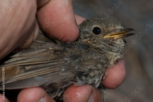 Juvenile European robin Erithacus rubecula caught for banding. Integral Natural Reserve of Inagua. Tejeda. Gran Canaria. Canary Islands. Spain.