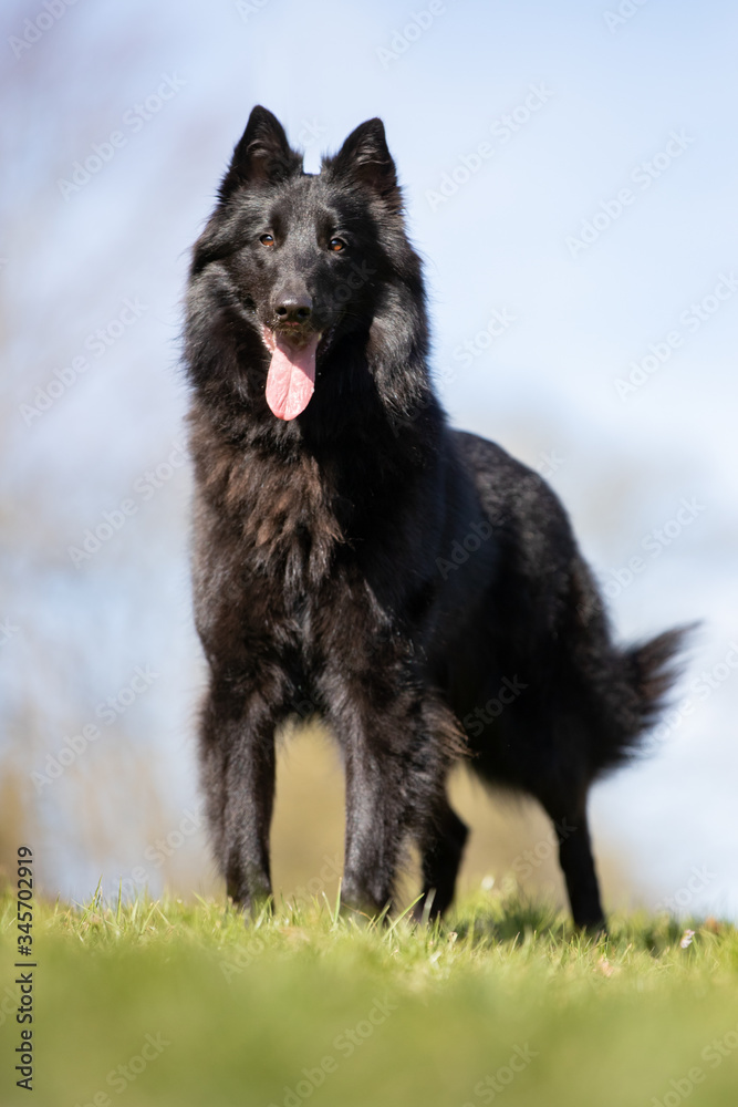 dog, pet, shepherd, animal, german, black, canine, breed, cute, portrait, dogs, tervueren, puppy, pets, german shepherd, wolf, grass, purebred, tongue, white, nature, domestic, animals, pedigree dog, pet, shepherd, animal, german, black, canine, breed, cute, portrait, dogs, tervueren, puppy, pets, german shepherd, wolf, grass, purebred, tongue, white, nature, domestic, animals, pedigree