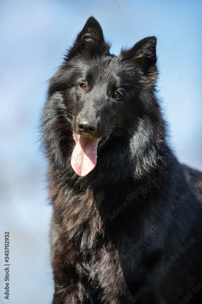 dog, pet, shepherd, animal, german, black, canine, breed, cute, portrait, dogs, tervueren, puppy, pets, german shepherd, wolf, grass, purebred, tongue, white, nature, domestic, animals, pedigree dog, pet, shepherd, animal, german, black, canine, breed, cute, portrait, dogs, tervueren, puppy, pets, german shepherd, wolf, grass, purebred, tongue, white, nature, domestic, animals, pedigree