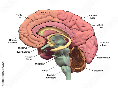 Human Brain Sagittal Section with Labels photo