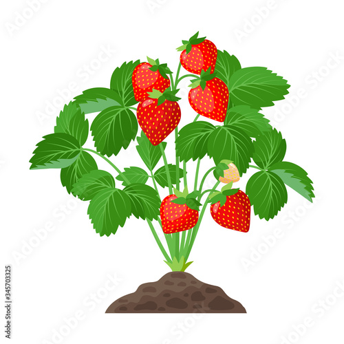 Strawberry plant growing in the soil full of ripe strawberries, red fruits and green leaves - vector botanical illustration isolated on white background.