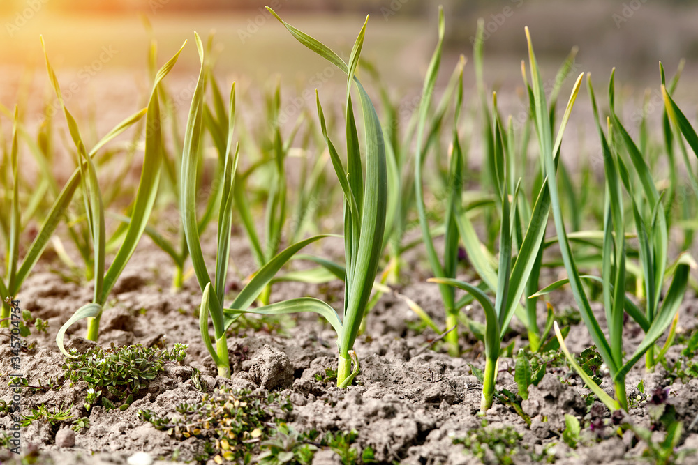 Obraz premium Young seedlings grow in the field.