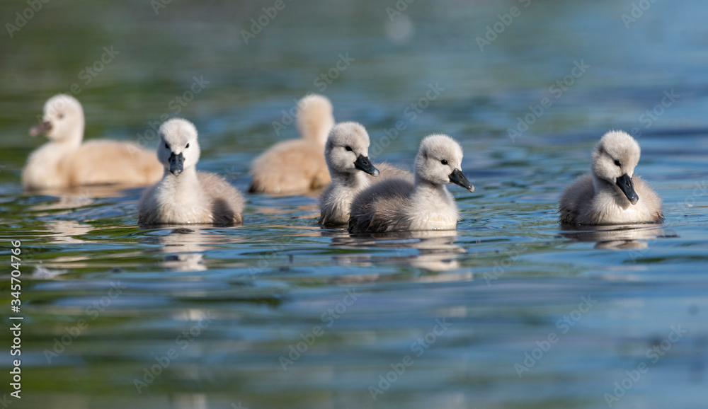 Beautiful swan chicks on a lake
