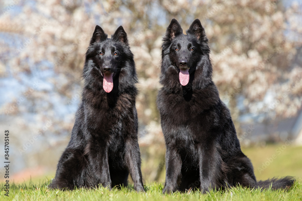 dog, pet, shepherd, animal, german, black, canine, breed, cute, portrait, dogs, tervueren, puppy, pets, german shepherd, wolf, grass, purebred, tongue, white, nature, domestic, animals, pedigree dog, pet, shepherd, animal, german, black, canine, breed, cute, portrait, dogs, tervueren, puppy, pets, german shepherd, wolf, grass, purebred, tongue, white, nature, domestic, animals, pedigree