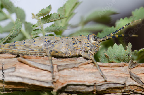 Female Gran Canaria stick grasshopper Acrostira tamarani. Cruz de Pajonales. Integral Natural Reserve of Inagua. Tejeda. Gran Canaria. Canary Islands. Spain. photo