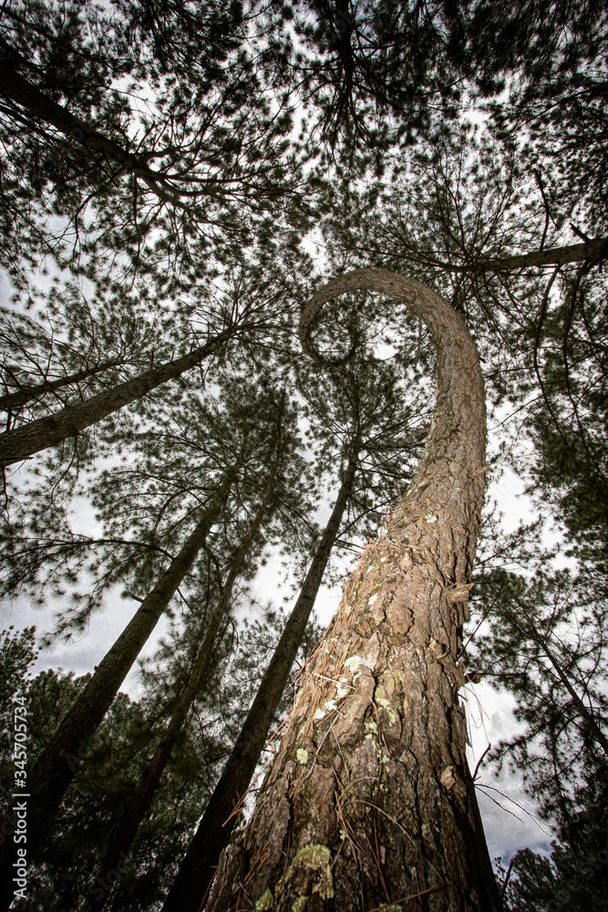 Fototapeta premium Árvore em espiral no bosque, vendo de baixo para cima em perspectiva