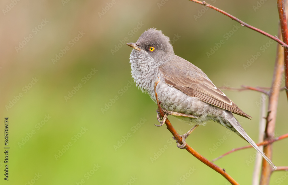 Fototapeta premium Barred Warbler, Sylvia nisoria. The male bird sitting on a branch of a bush