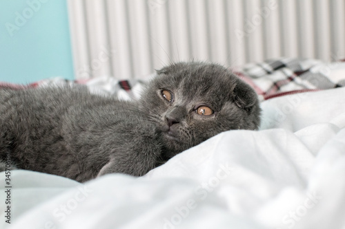 Grey Scottish fold kitten lying on white sheets looks away from the camera lens