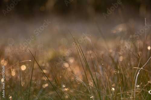 spikes in contrast to the sunset on a wild head of grass