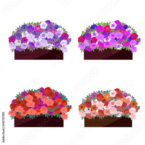A set of wooden boxes with flowering petunias. Combinations with different types and colors of flowers. Isolated on a white background. Vector illustration  for signage, banners and shop Windows.