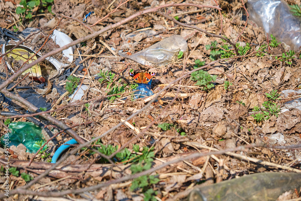Obraz premium Beautiful butterfly on the garbage in the forest