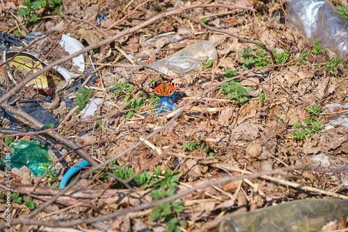 Beautiful butterfly on the garbage in the forest