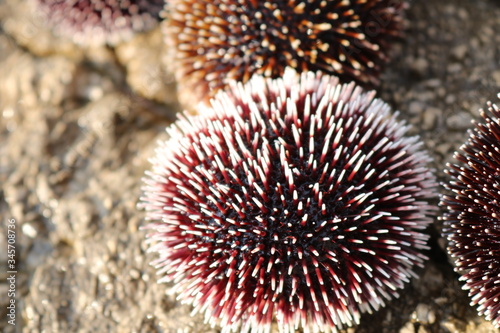 sea urchin on a rock