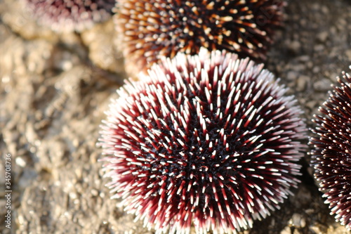 sea urchin on a rock photo