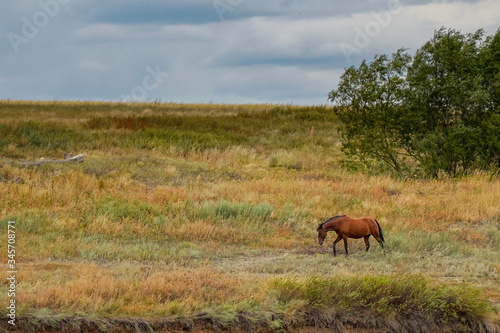 Red beautiful horse grazing alone in meadow